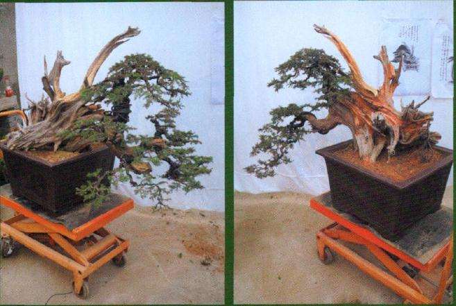 图解 层云叠翠盆景怎么制作的13个过程