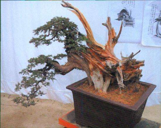 图解 层云叠翠盆景怎么制作的13个过程