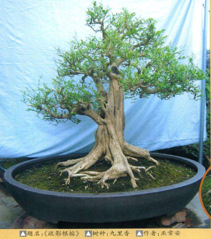 图解 九里香盆景造型设计的方法