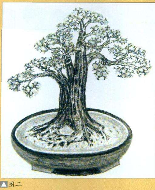 九里香盆景造型设计的方法