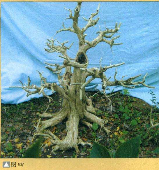 九里香盆景造型设计的方法