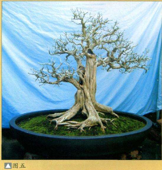 九里香盆景造型设计的方法