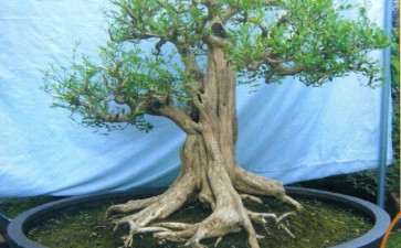 图解 九里香盆景造型设计的方法