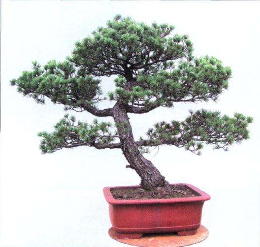 图解 五针松盆景怎么制作的过程