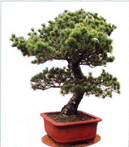 图解 五针松盆景怎么制作的过程