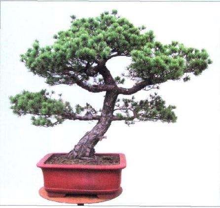 图解 五针松盆景怎么制作的过程