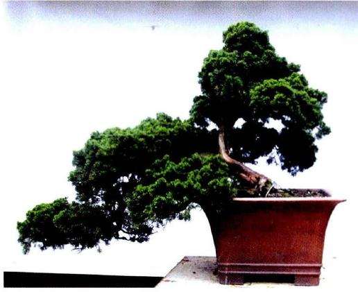 图解 小型真柏盆景怎么改造的9个过程