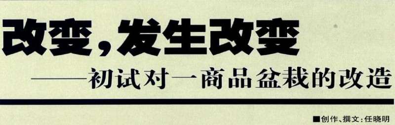 盆景要浓缩，然后加以夸张