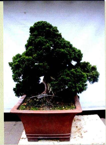 图解 小型真柏盆景怎么改造的9个过程