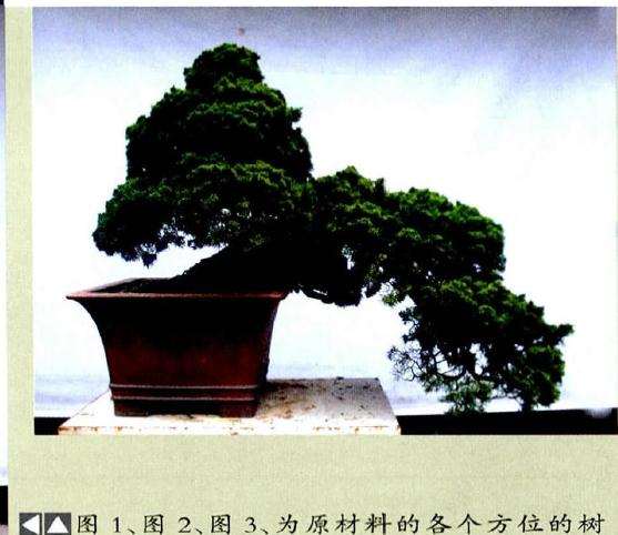 盆景原材料的各个方位的树相