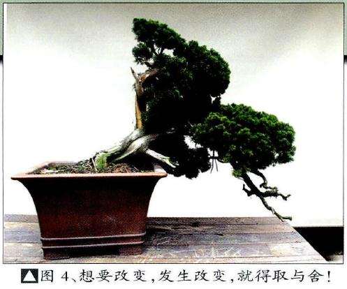 图解 小型真柏盆景怎么改造的9个过程