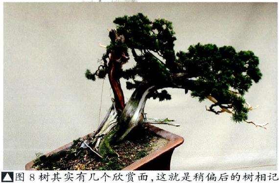 盆景其实有几个欣赏面