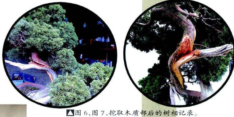 盆景艺取木质部后的树相记录