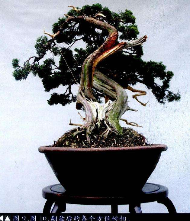 盆景翻盆后的各个方位树相