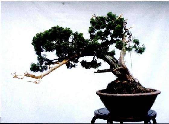 盆景翻盆后的各个方位树相