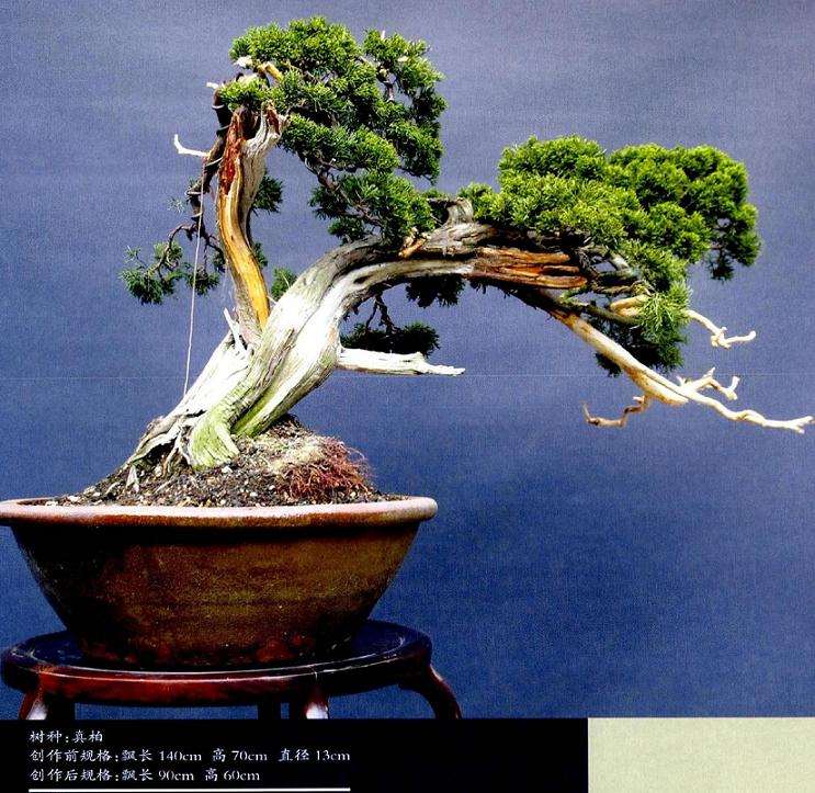 笔者选择盆景最好欣赏面