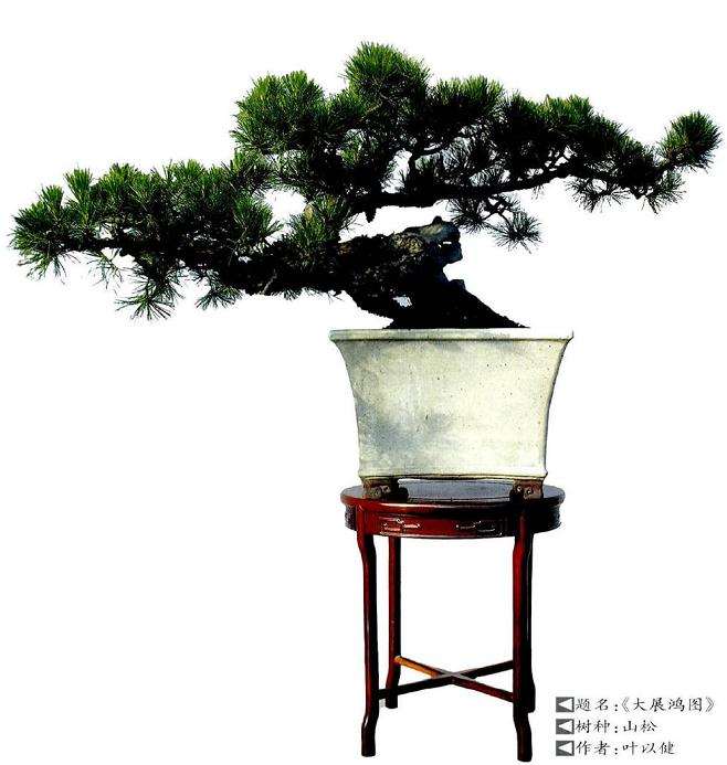 图解 历时30年制作山松盆景的过程