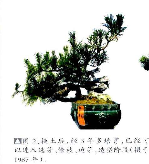 图解 历时30年制作山松盆景的过程