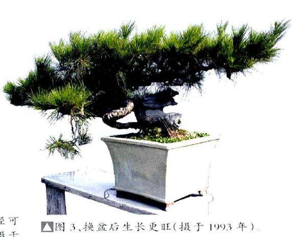 图解 历时30年制作山松盆景的过程