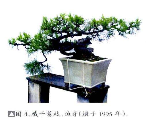 图解 历时30年制作山松盆景的过程
