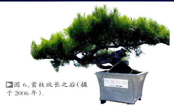 图解 历时30年制作山松盆景的过程