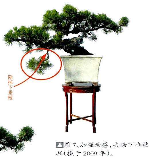 图解 历时30年制作山松盆景的过程