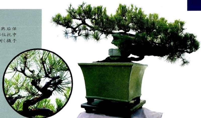 图解 历时30年制作山松盆景的过程