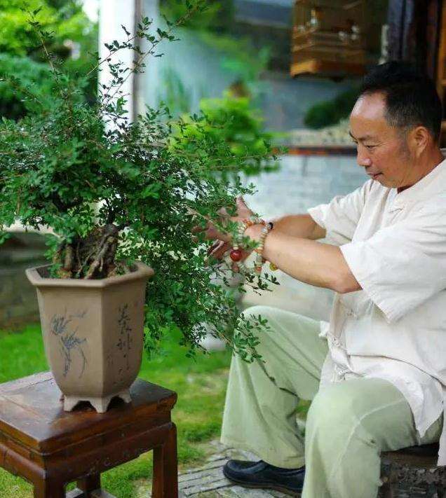 盆景制作也要以意境创造为艺术造诣的极致