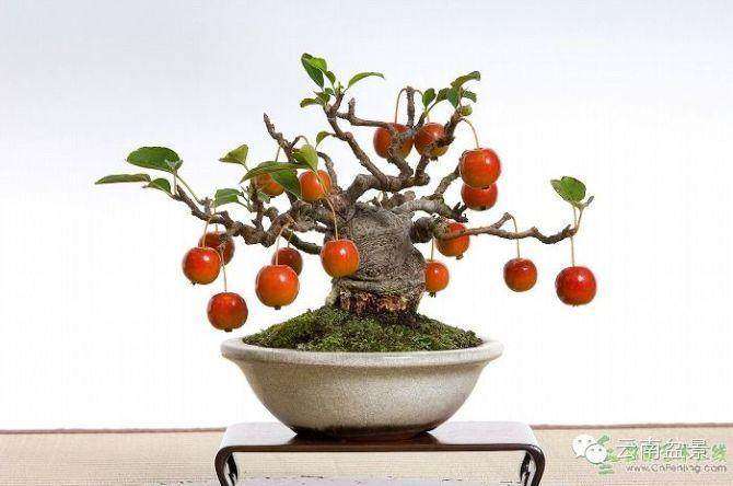 如何欣赏盆景的基本语言