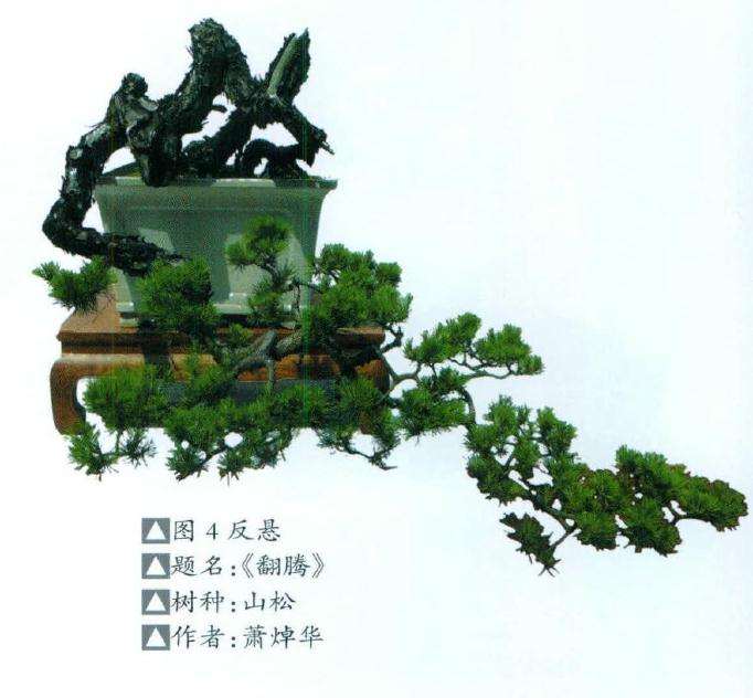 反悬盆景