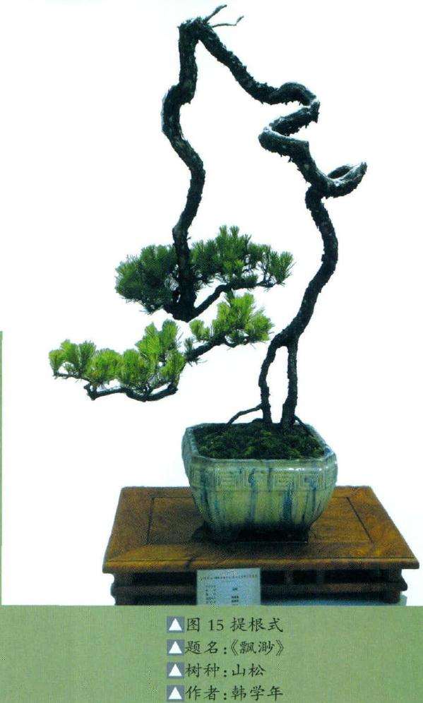 提根式盆景