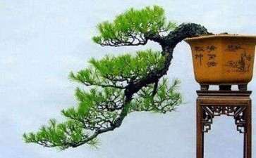 图解 悬崖式松柏盆景怎么制作的4个过程