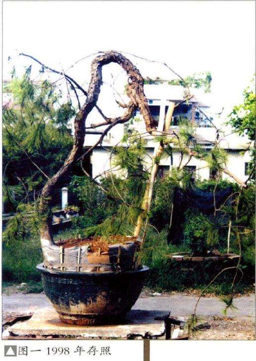 图解 15年山松盆景怎么制的作过程