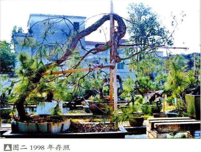 图解 15年山松盆景怎么制的作过程