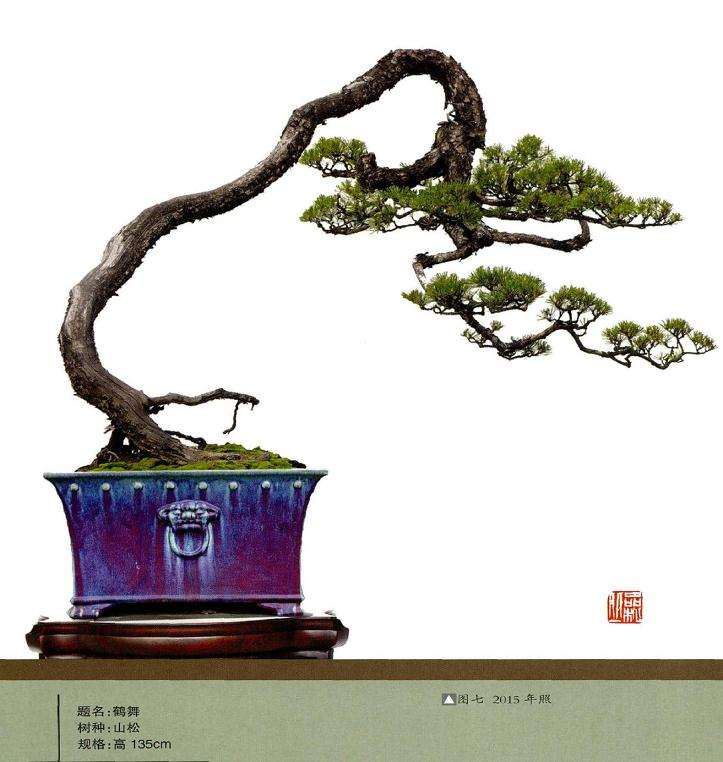 图解 15年山松盆景怎么制的作过程
