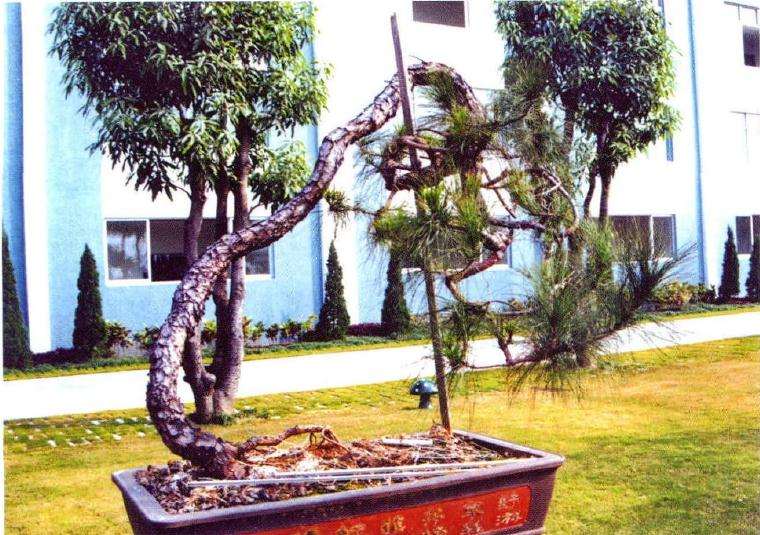 图解 15年山松盆景怎么制的作过程