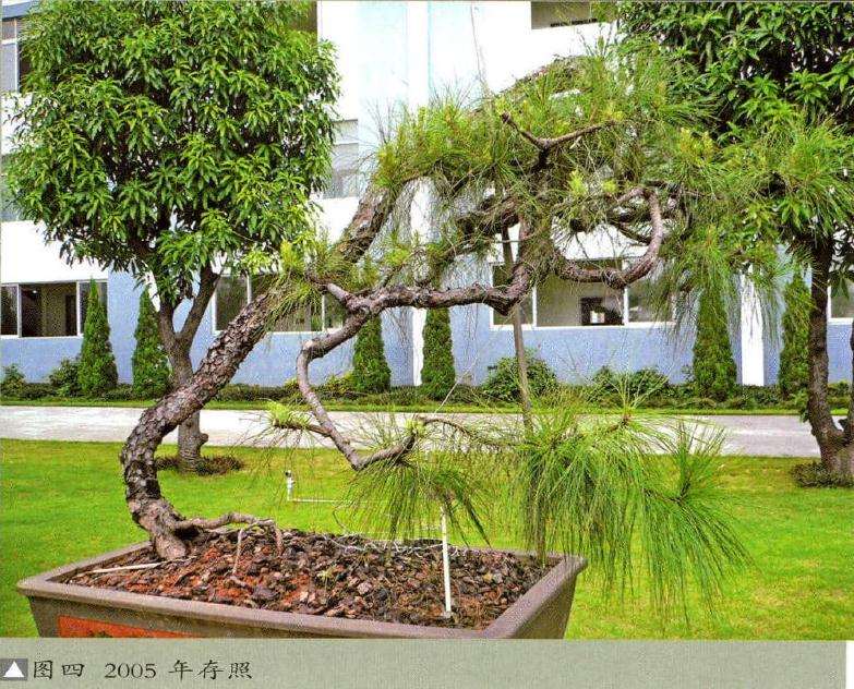 图解 15年山松盆景怎么制的作过程