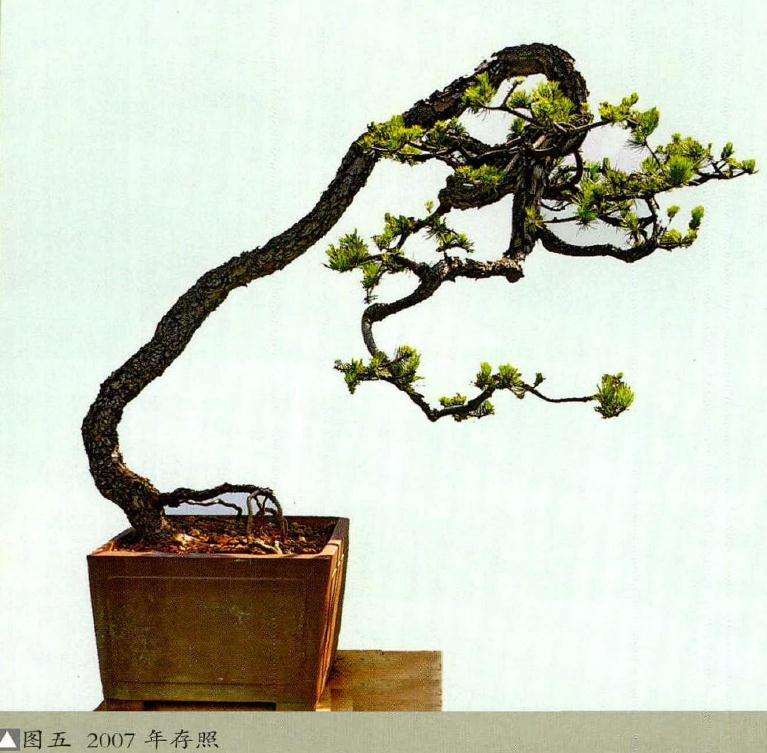 图解 15年山松盆景怎么制的作过程