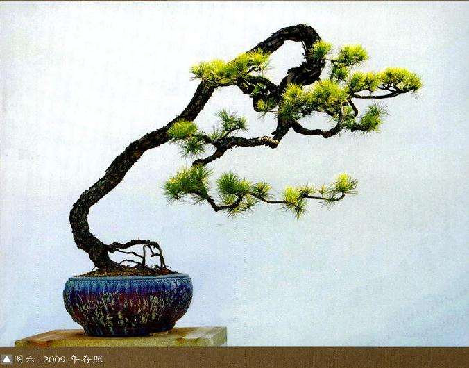 图解 15年山松盆景怎么制的作过程