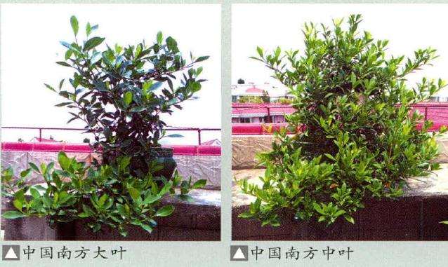 水横枝盆景造型