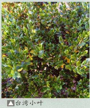 水横枝盆景造型