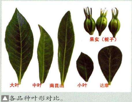 水横枝盆景造型