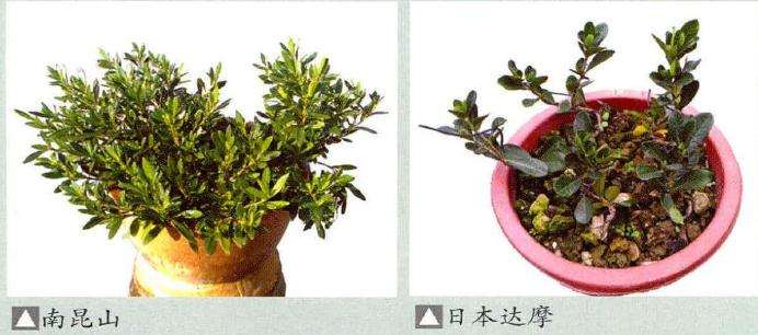 水横枝盆景造型