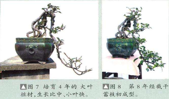 提根悬崖式盆景