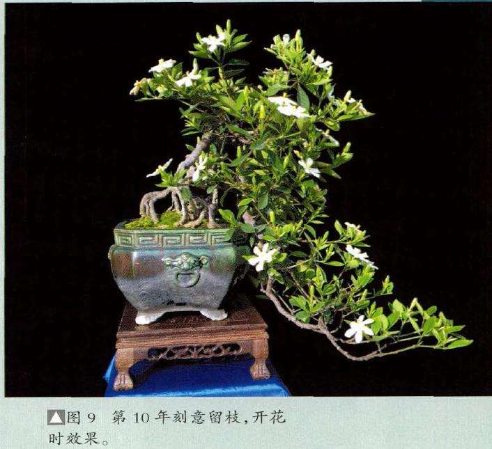 提根悬崖式盆景