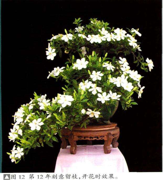 一般悬崖式盆景