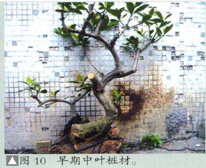 一般悬崖式盆景