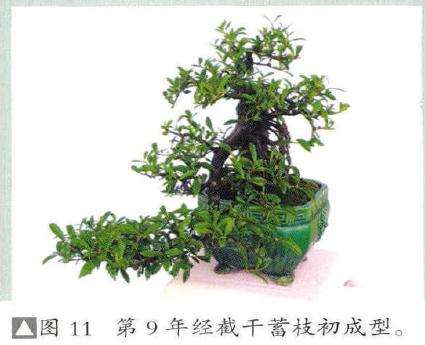 一般悬崖式盆景