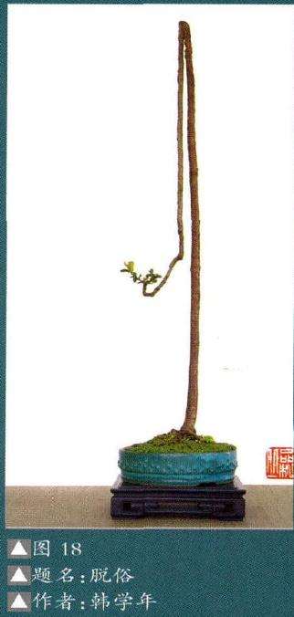 岭南盆景素仁格