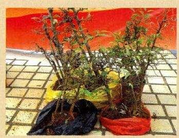 图解 云南盆友图解水旱盆景的制作过程